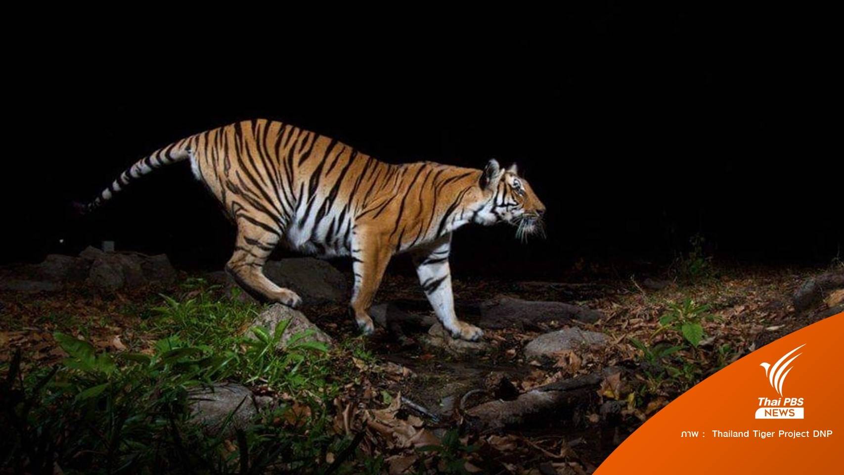 ใครบ้าง? ถูกตั้งชื่อ "เสือโคร่ง" ในผืนป่าตะวันตก