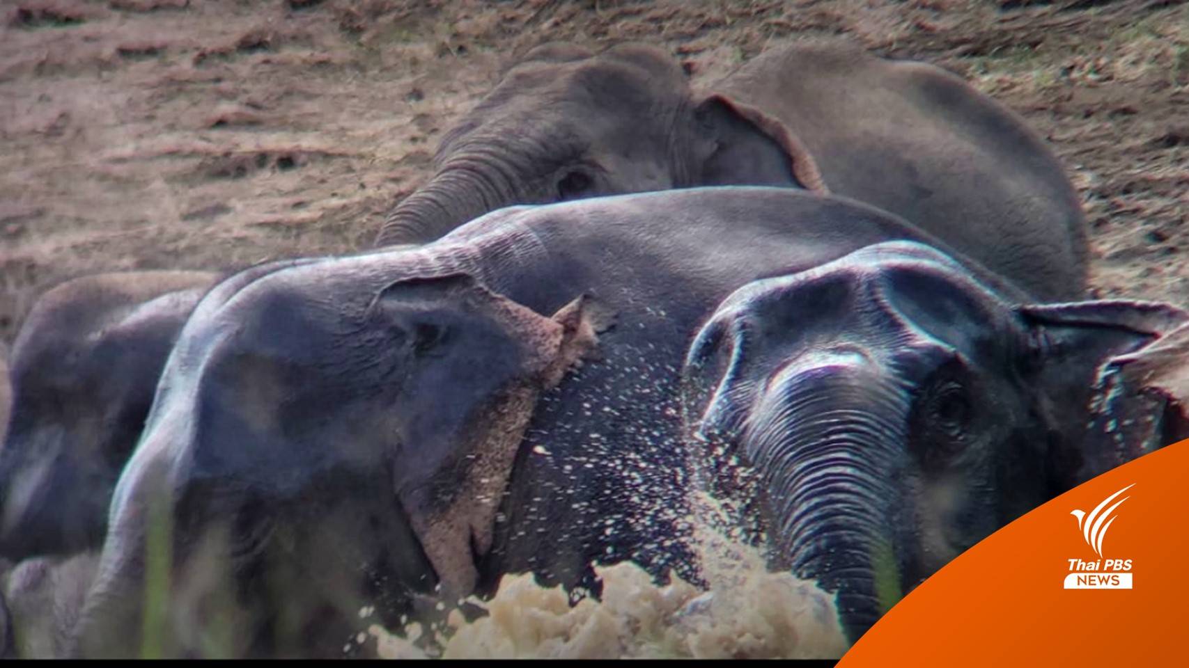 โขลงช้างป่าเขาใหญ่ ลงเล่นน้ำคลายร้อนโชว์นักท่องเที่ยว