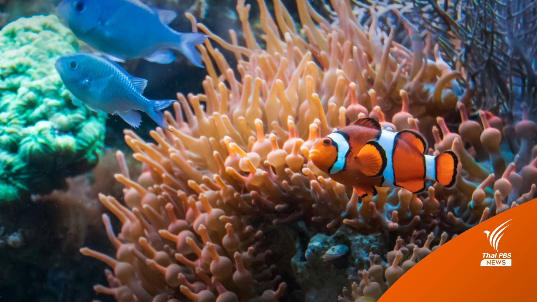 เช็ก! กรมประมงเปิด 8 อควาเรียม เข้าชมฟรีช่วงปีใหม่