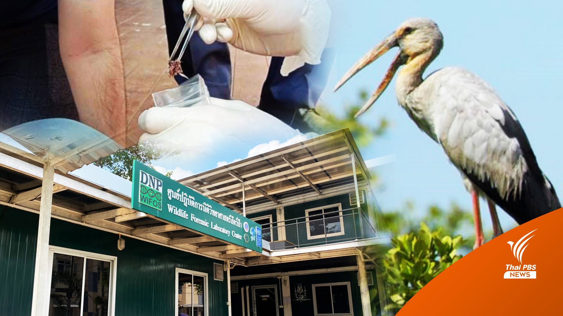 ผล DNA กระดูก-เลือดในเครื่องบิน F-5 ตกเป็น “นกปากห่าง"