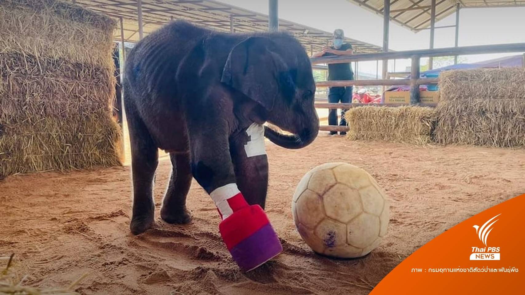 "ฟ้าใส" ลูกช้างติดกับดักถูกตัดขาตายแล้ว หลังช่วยชีวิต 1 เดือน