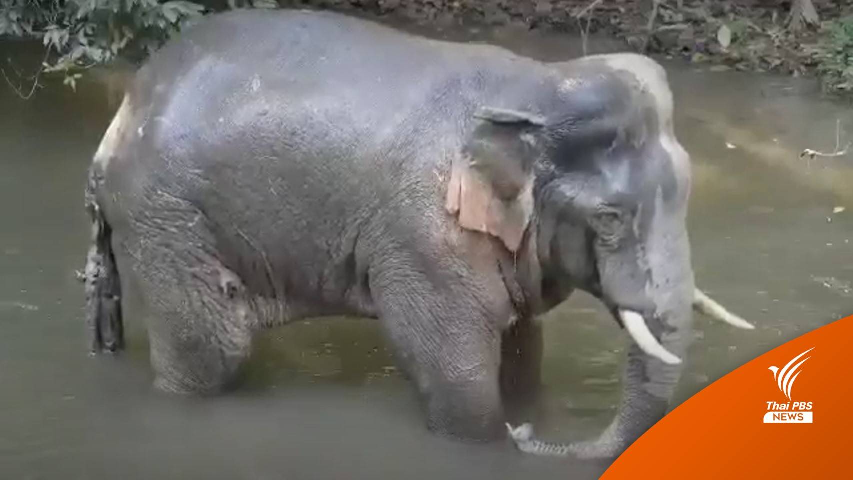 เจอตัว "งาอ้วนเล็ก" ช้างเขาใหญ่บาดเจ็บลงแช่น้ำหางเกือบขาด
