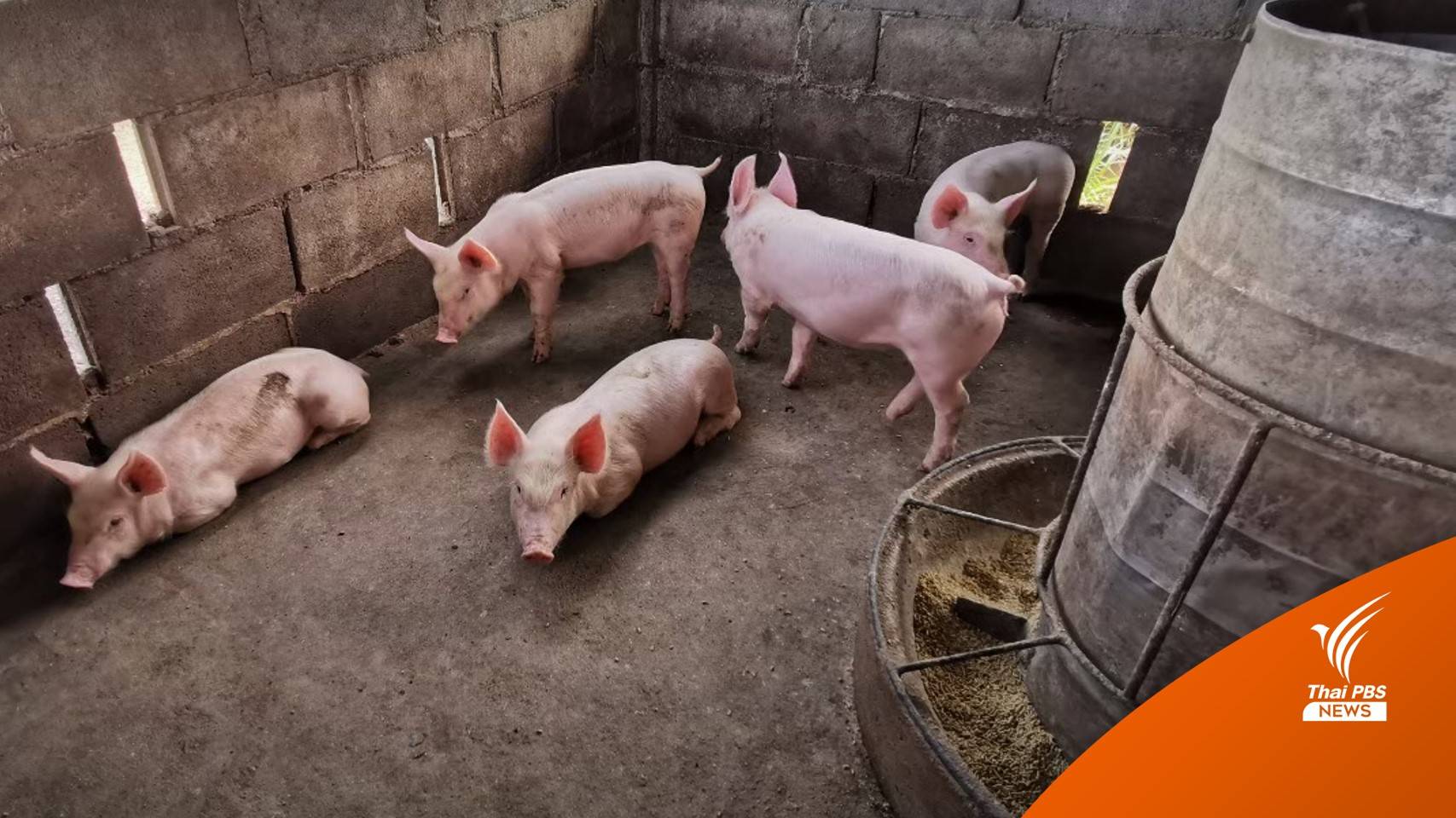 "พาณิชย์-ปศุสัตว์" ชี้แจง "หมูแพง" เพราะต้นทุนเพิ่ม-โรคระบาดเพียบ