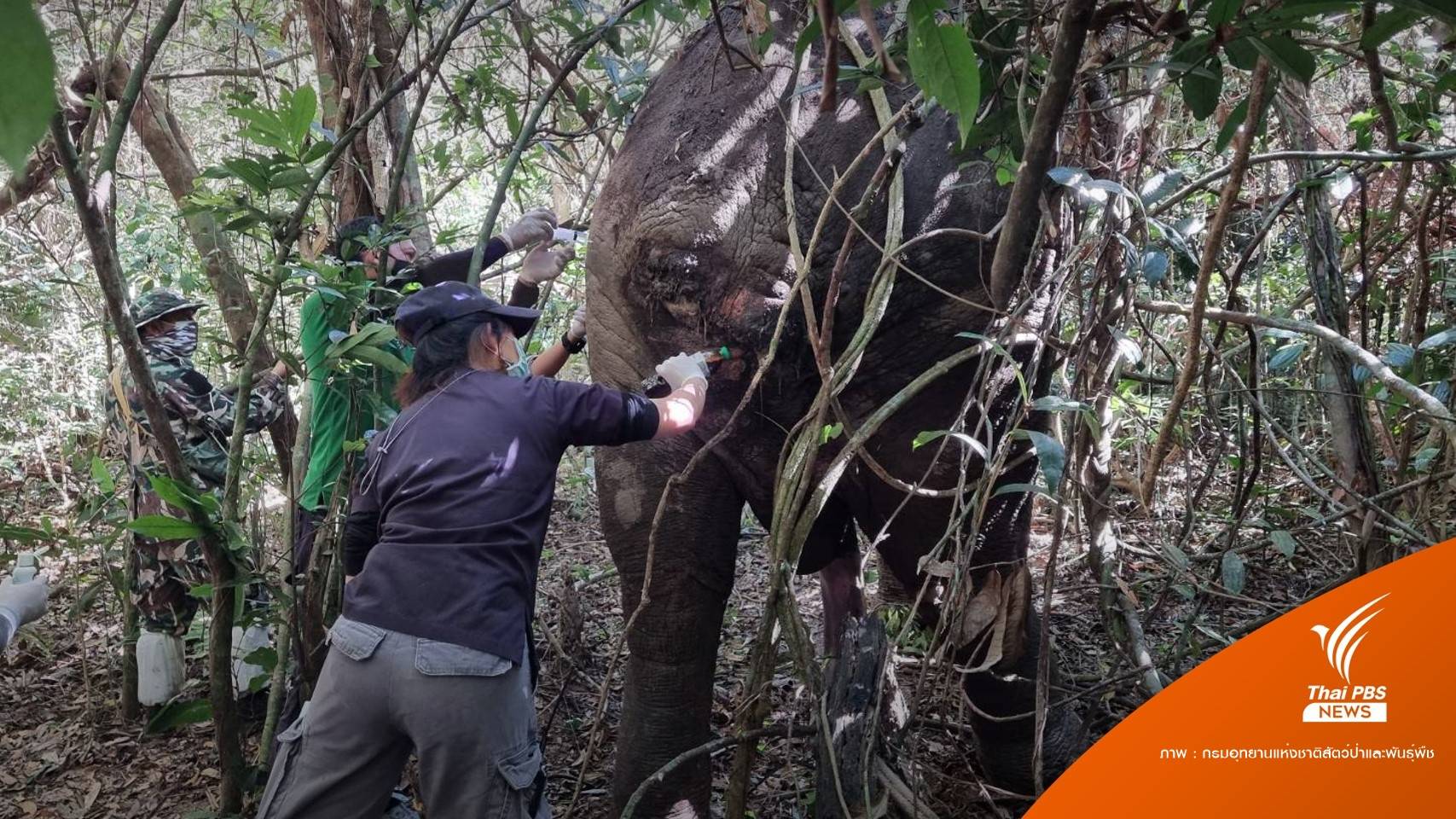 สัตวแพทย์รักษา "งาอ้วนเล็ก" หางเน่า-ลำตัวแผล 6 รูถูกงาแทง