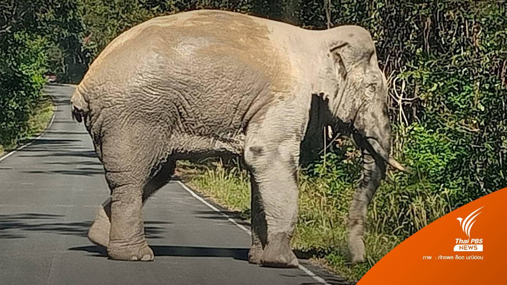 "หมอล็อต" อัปเดตอาการบาดเจ็บ 3 ช้างป่า - "งาอ้วนเล็ก" ดีขึ้น