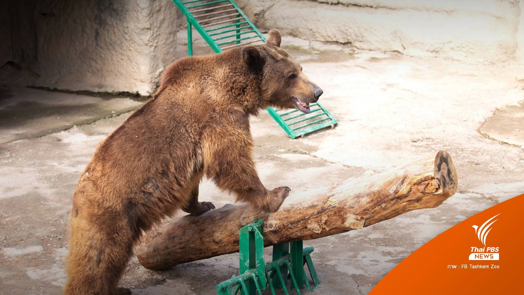 "อุซเบกิสถาน" เปิดสอบหญิงโยนลูก 3 ขวบลงกรงหมีในสวนสัตว์