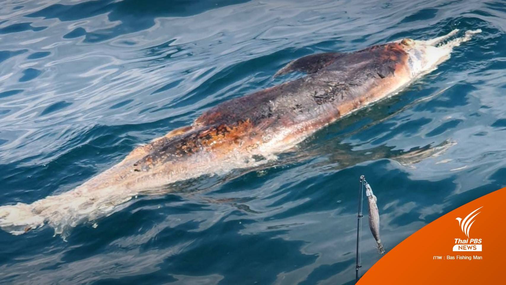 เร่งชันสูตรซาก "โลมา" ลอยกลางทะเลระยอง