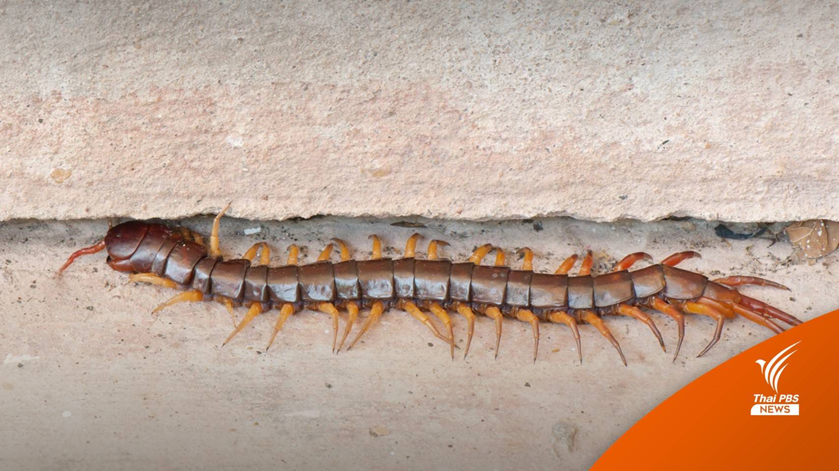 หมอผิวหนังชี้ใช้ "คางคก" รักษาตะขาบกัดเสี่ยงติดเชื้อ