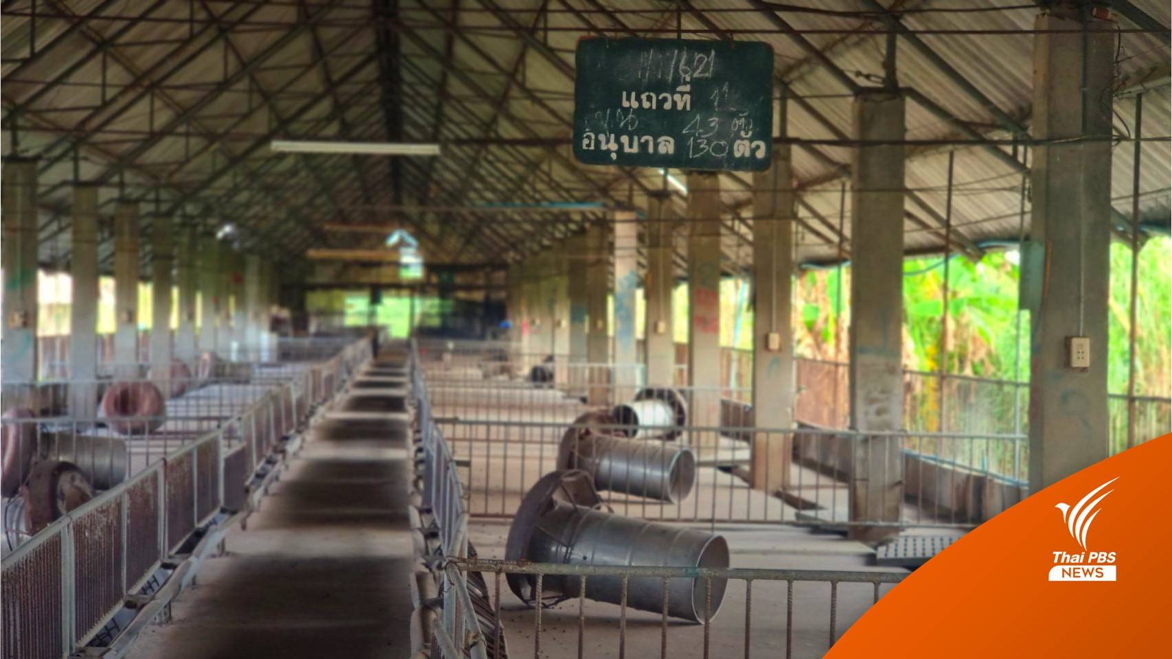 ปรับมาตรฐานฟาร์มหมู เริ่มเลี้ยงรอบใหม่หลังเกิดโรคระบาด