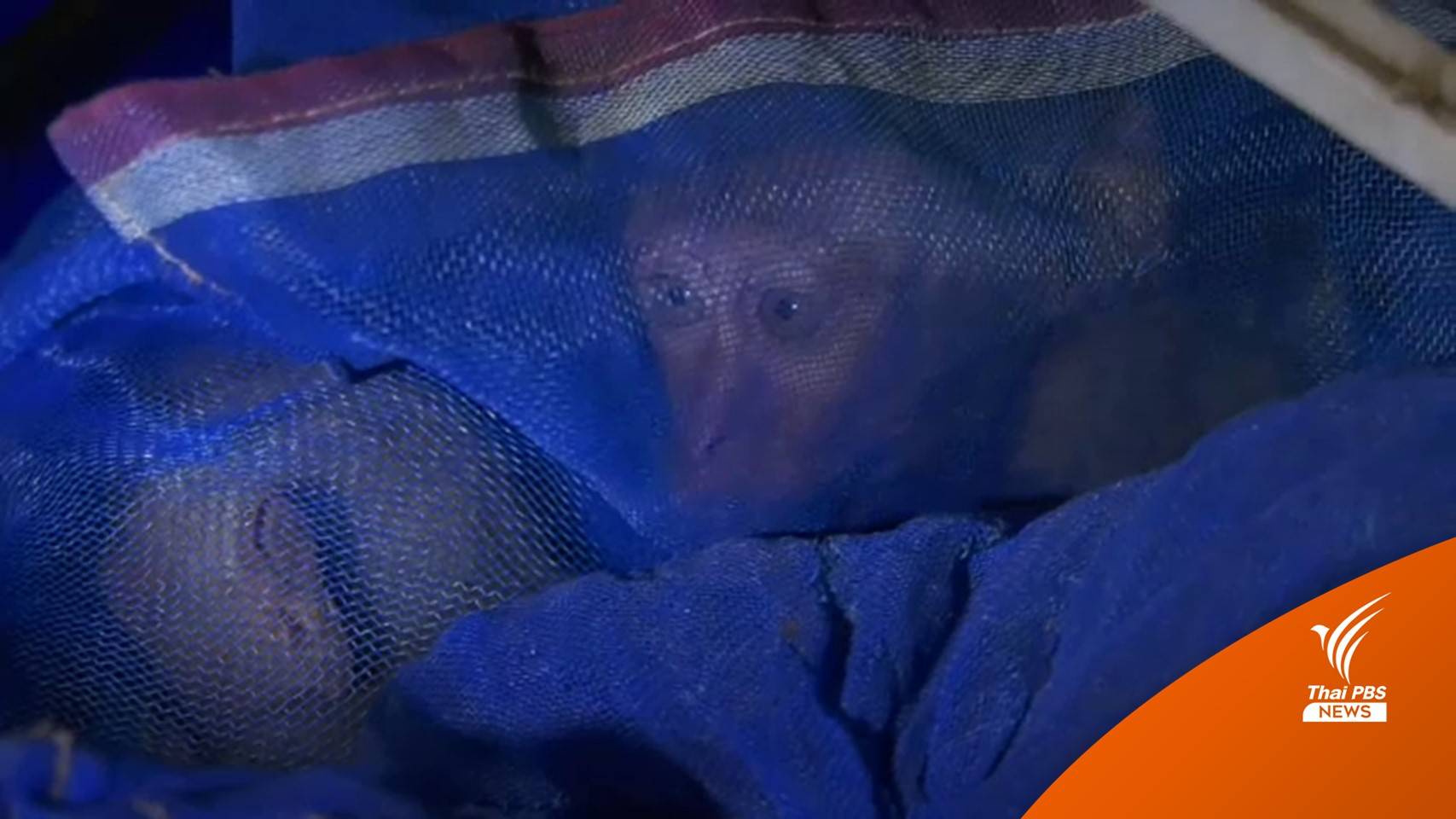 ช่วย "ลูกลิงแสม" ถูกนำมาซุกซ่อนในบ้านร้างริมถนนสายสระบุรี
