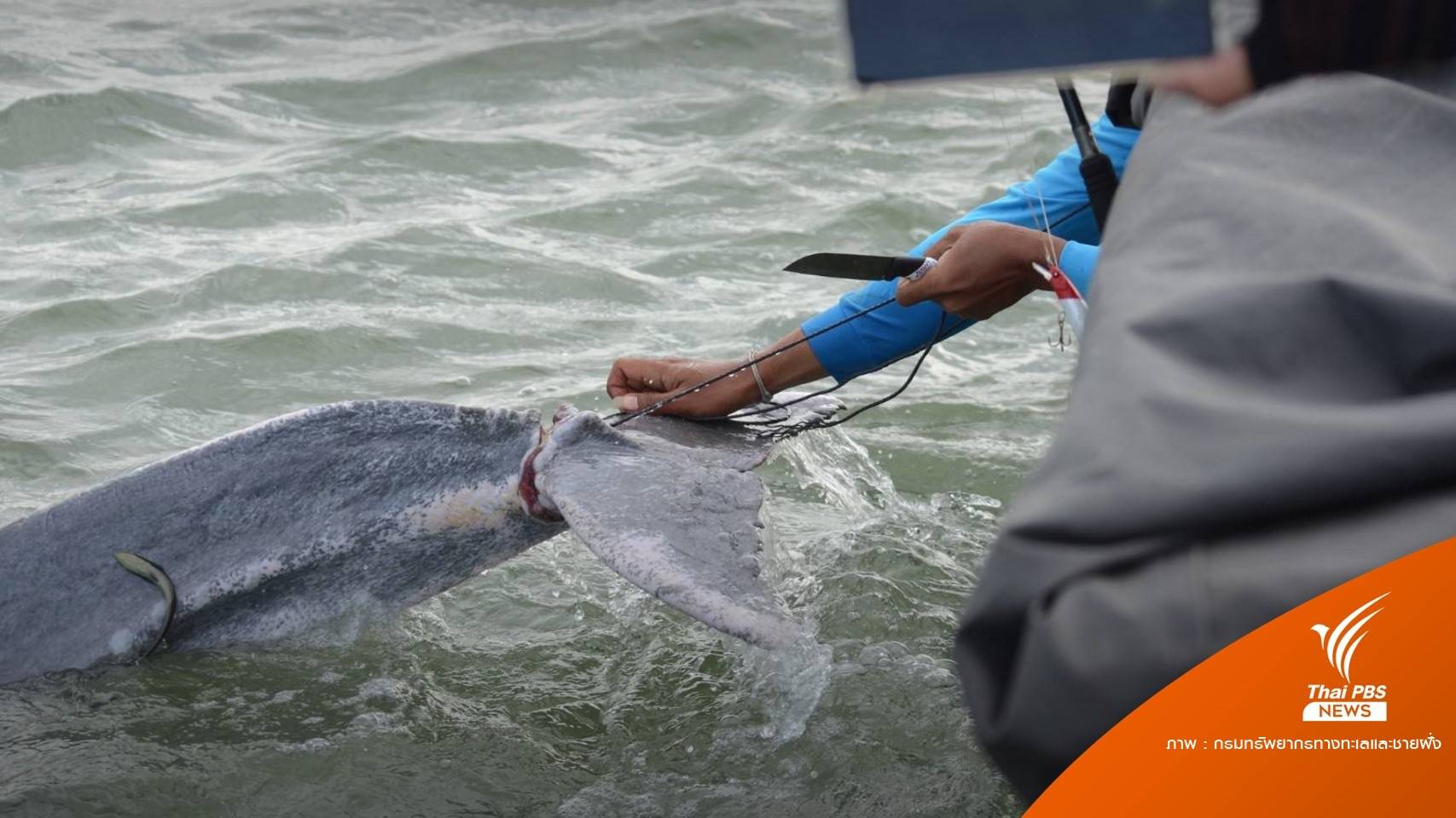 ทช.ช่วยชีวิต “โลมาหลังโหนก” ติดเชือกรัดโคนหาง
