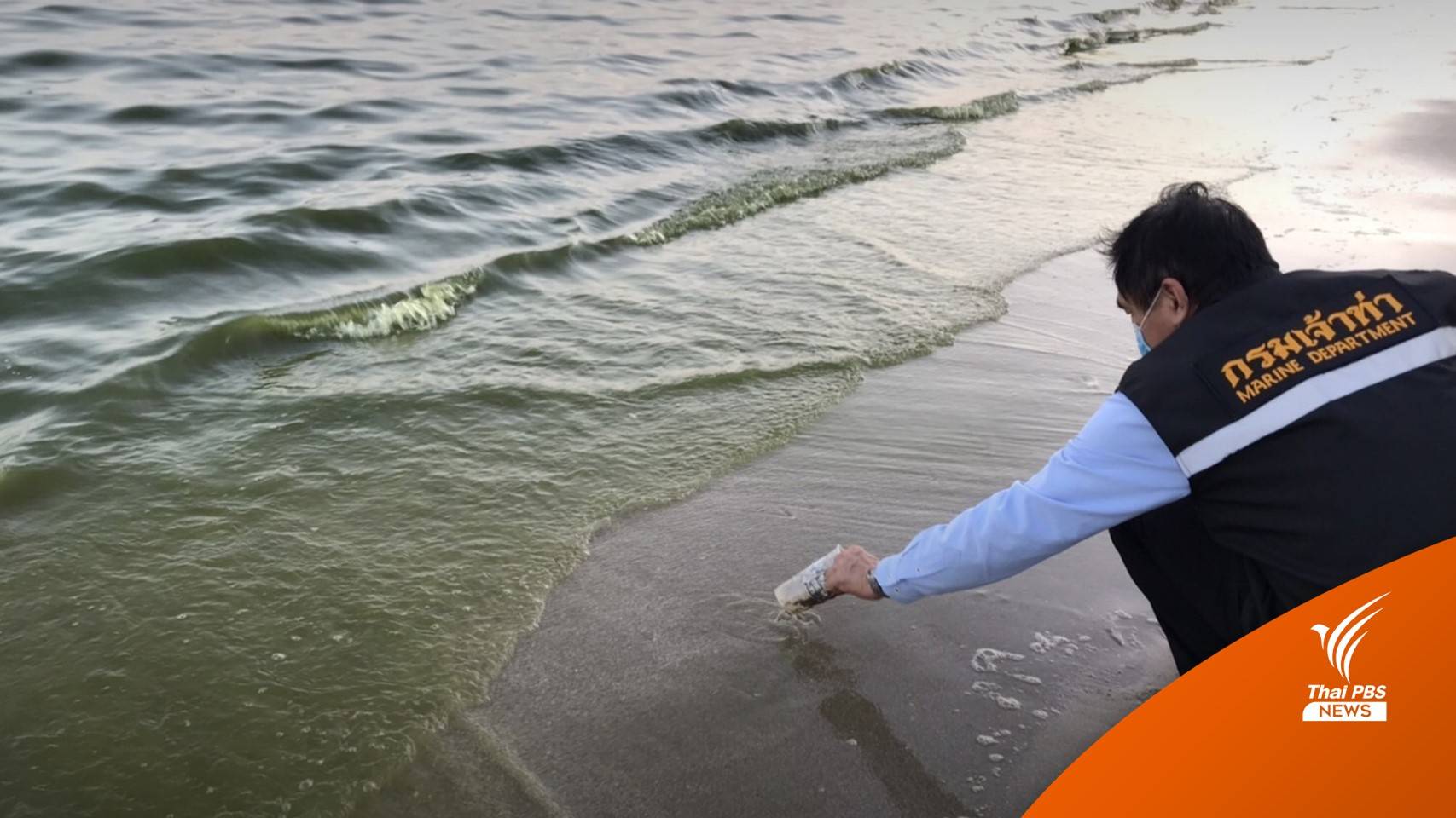 ยัน "บ้านกรูด" แค่แพลงก์ตอนบลูม ไม่เกี่ยวน้ำมันจากเรืออับปาง