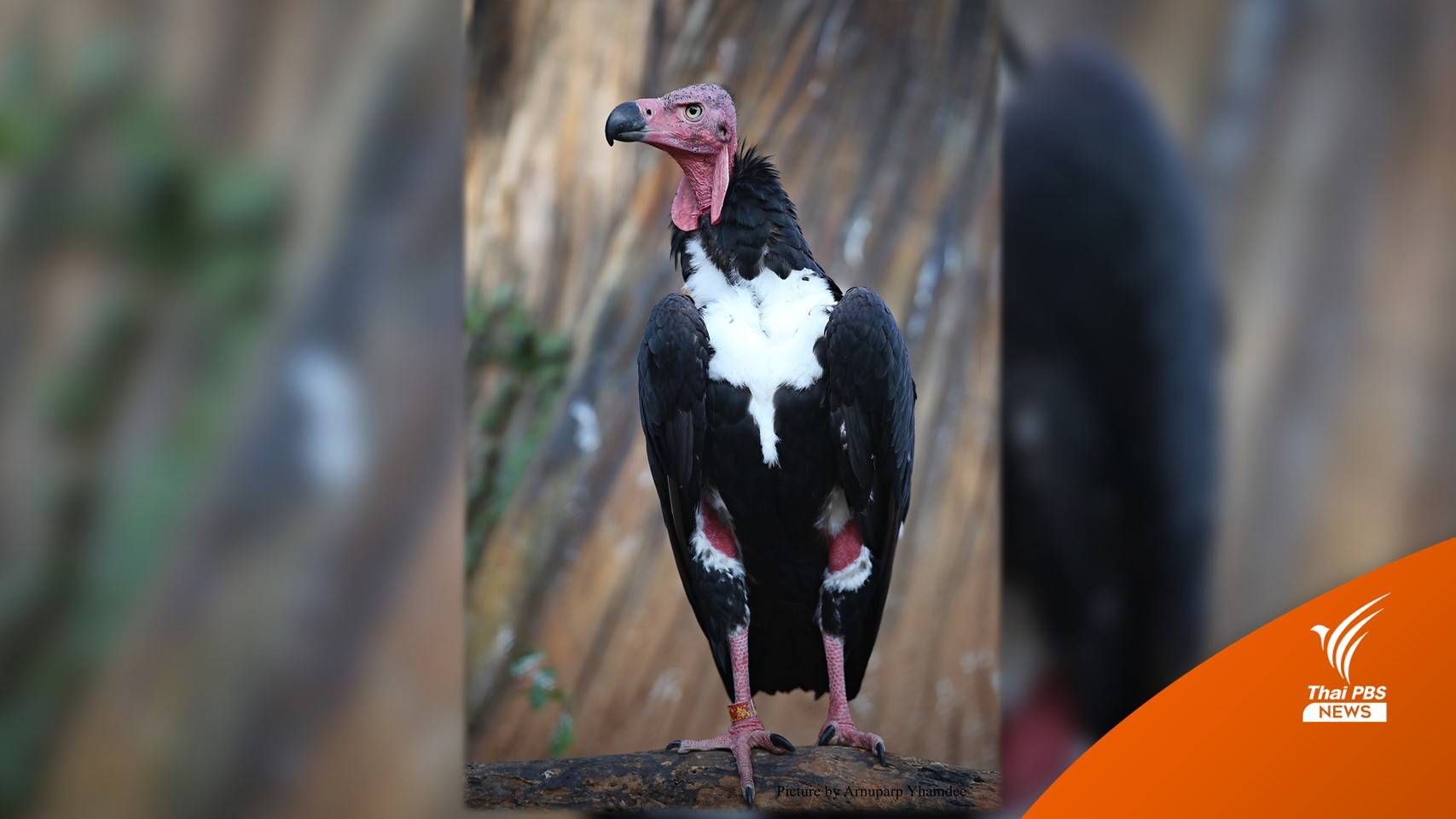 30 ปีฟื้นฟู “พญาแร้ง” คืนป่าห้วยขาแข้ง