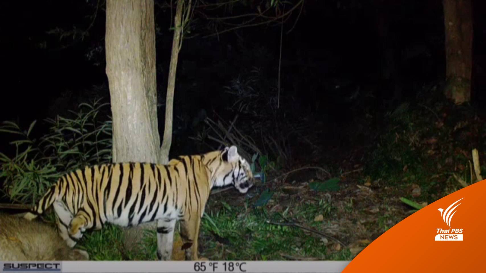 เตรียมหาแนวทางช่วยเสือโคร่งขาพิการออกจากป่า