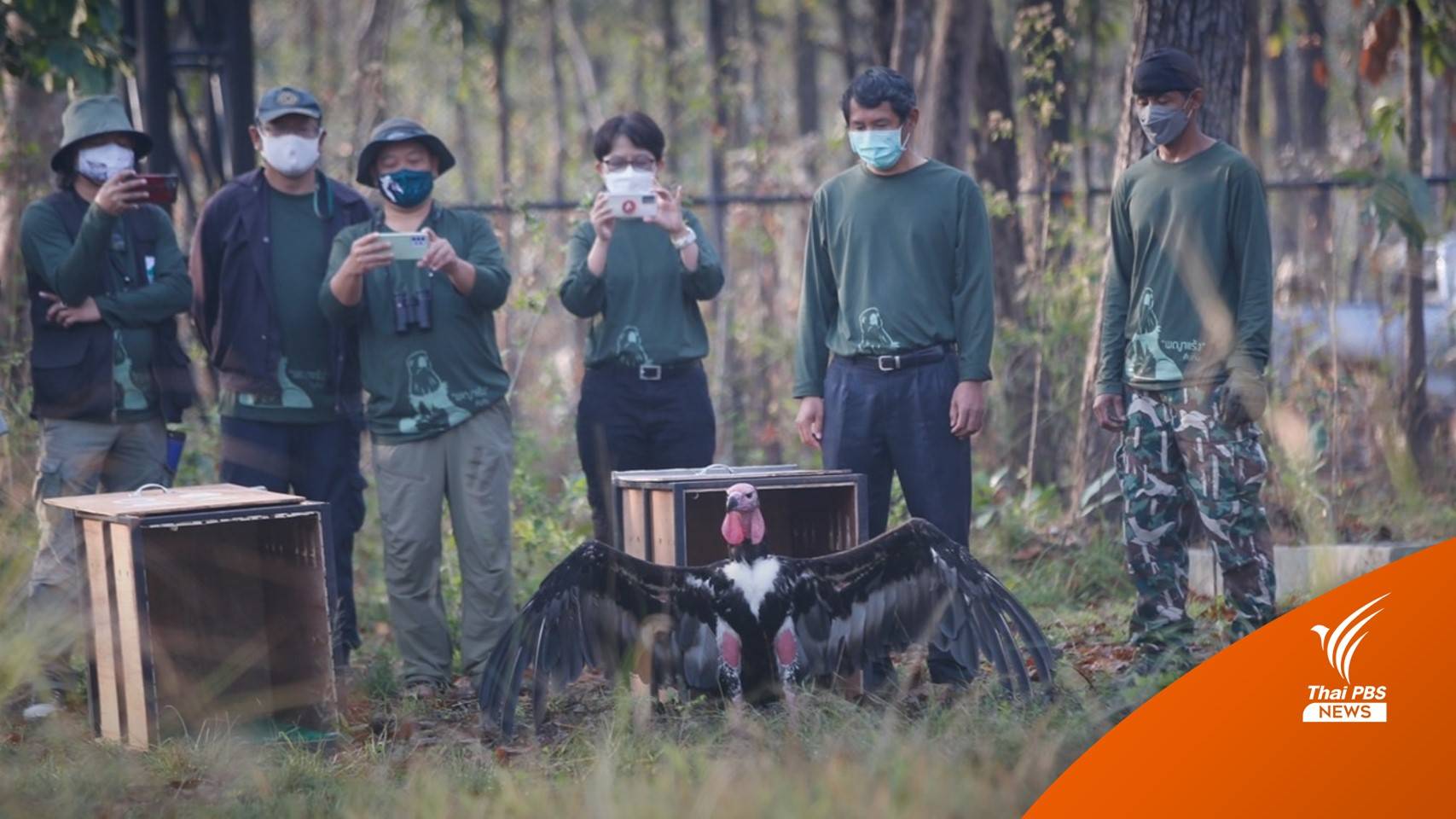 สำเร็จ! “พญาแร้ง" คู่แรก กลับบ้าน "ห้วยขาแข้ง" ในรอบ 30 ปี