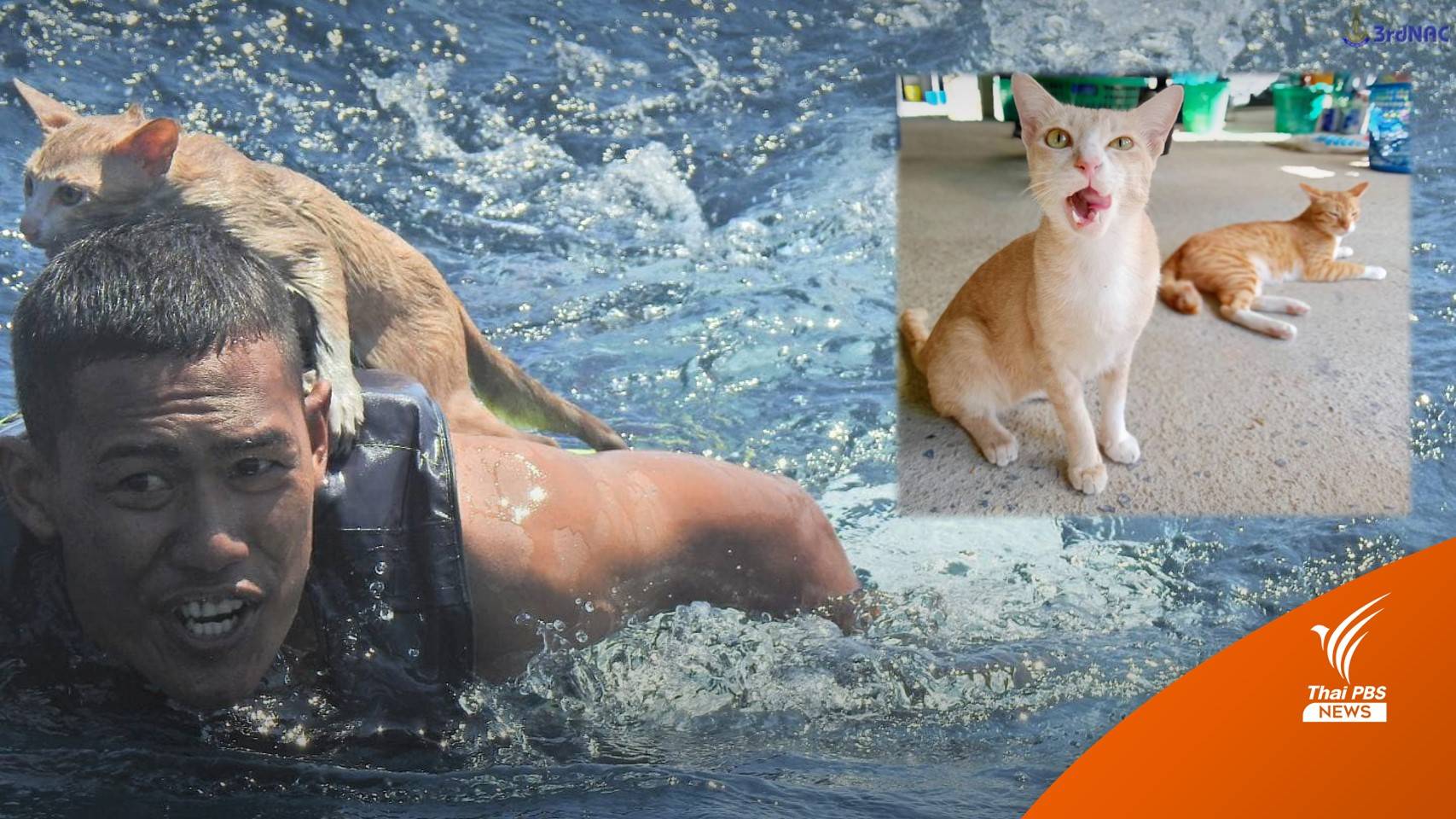 ผ่านมา 1 ปี อัปเดตความน่ารัก "4 ลูกแมว" รอดชีวิตเหตุเรือล่ม