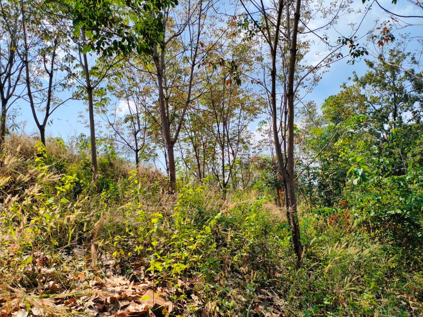 กรมป่าไม้ ตรวจที่ดิน “สมปอง” พบ 200 ไร่รุกป่าซำผักหนาม