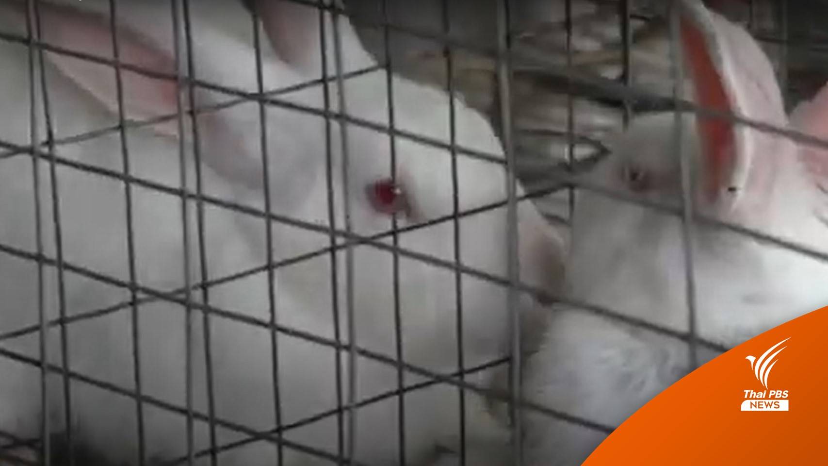 เกษตรกร จ.สตูล เลี้ยงกระต่ายเนื้อ สร้างรายได้ช่วงโควิด