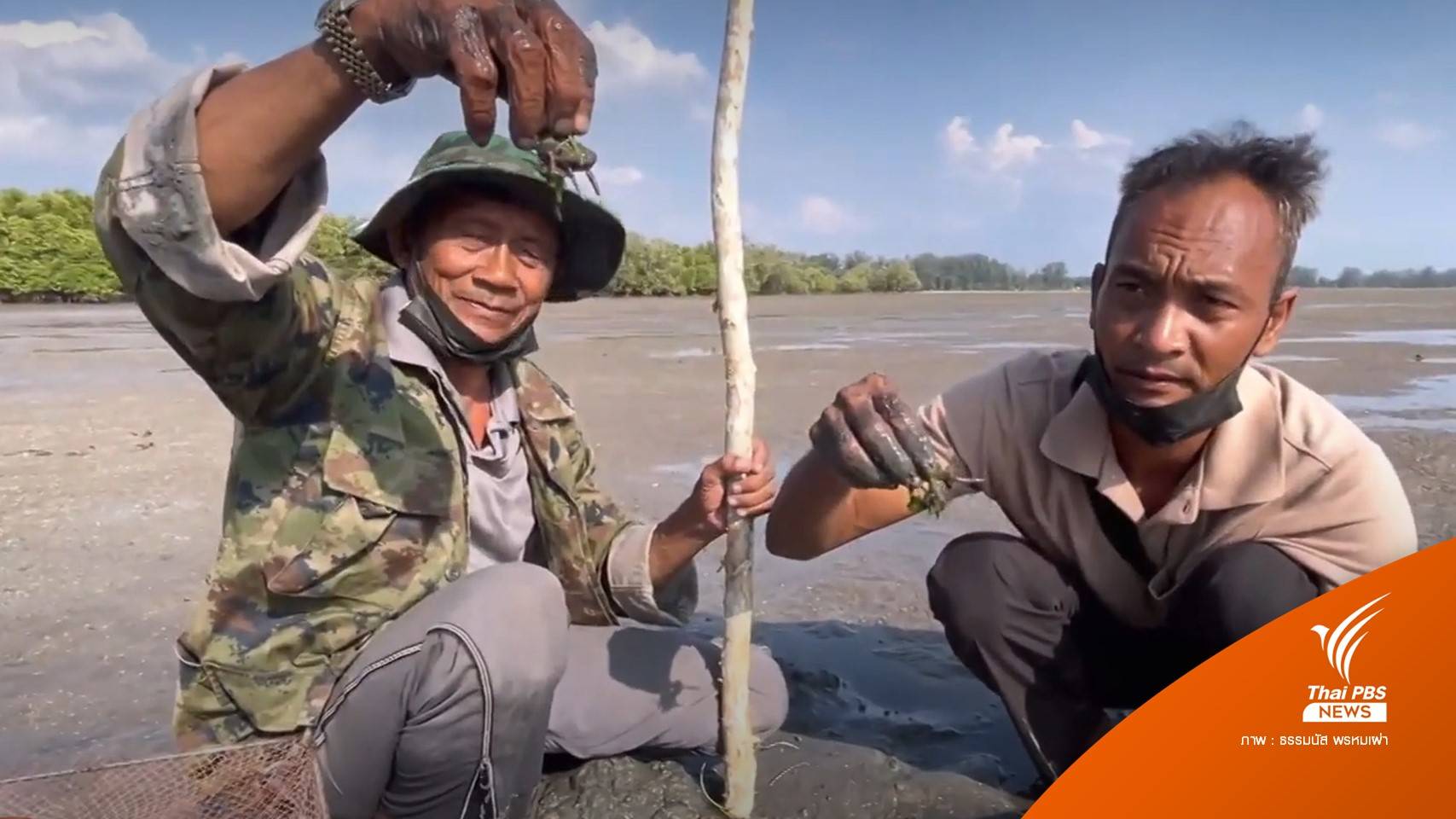 ปลูกหญ้าทะเลกางมุ้ง ฟื้นแหล่งอาหารพะยูน