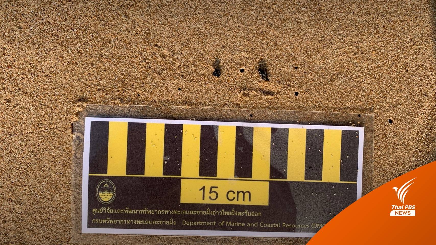 พบตะกอนสีดำ "หาดกินนรี" ชลบุรี พิสูจน์โยงน้ำมันรั่วมาบตาพุด