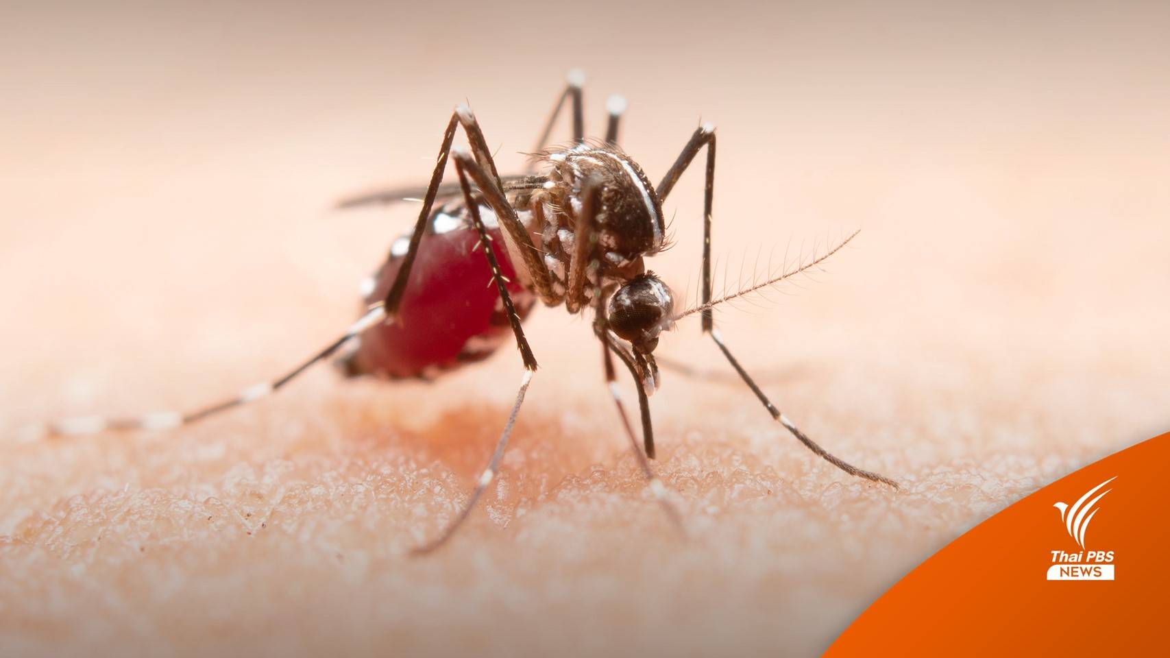 สธ.คาดปี 65 "ไข้เลือดออก" ระบาดหนัก 1 เดือนป่วยเกือบ 200 คน
