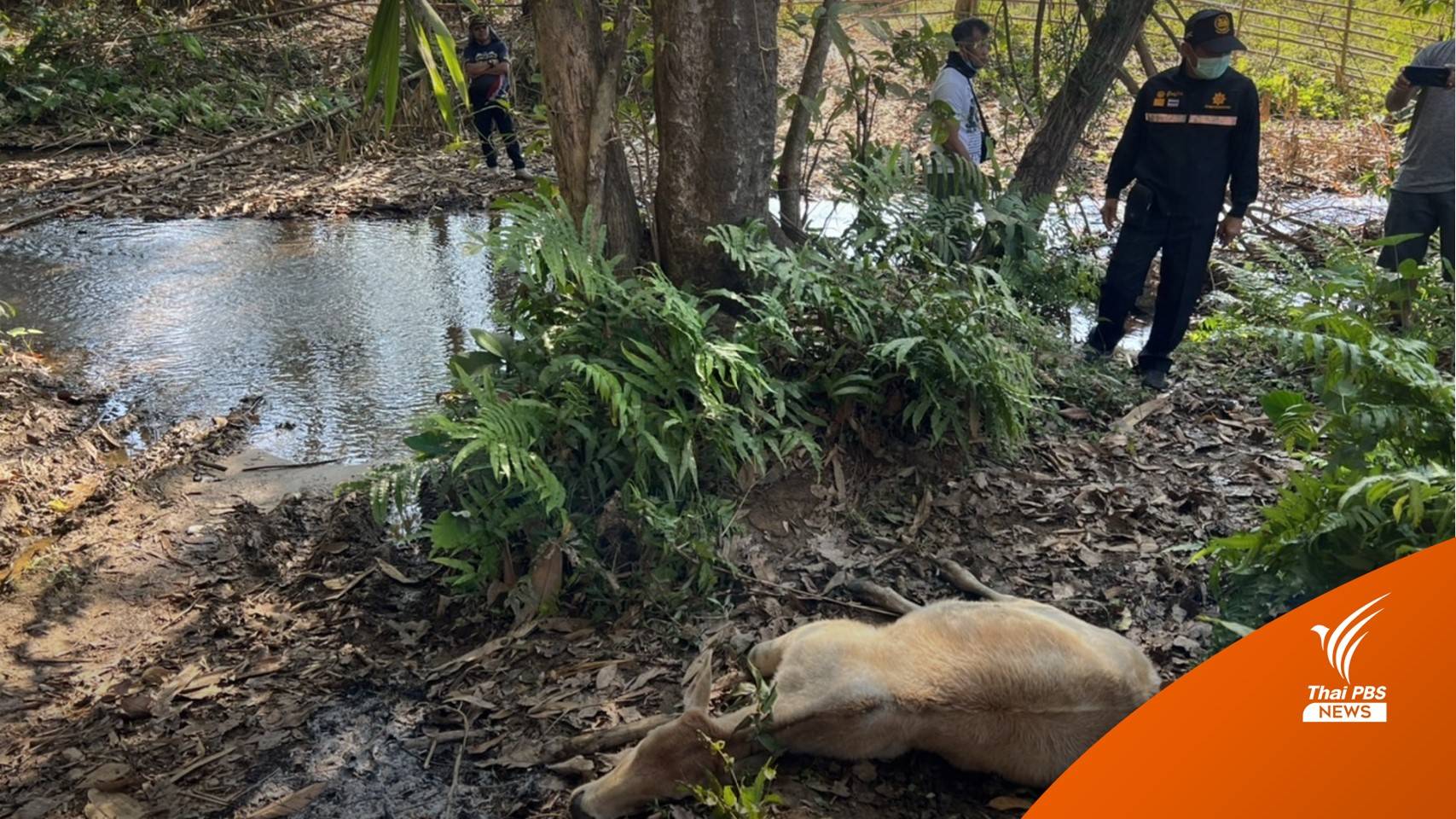 เสือกัดวัวในหมู่บ้านปิล๊อกคี่กลางดึก จนท.เร่งติดกล้องดูพฤติกรรม