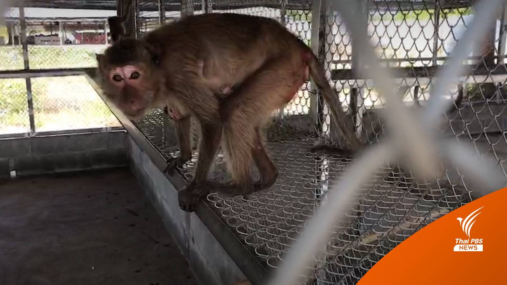 จับแก๊งค้าลิง "วัดเขาหน่อ" แอบเปิดโรงเรือนเพาะสัตว์ป่า