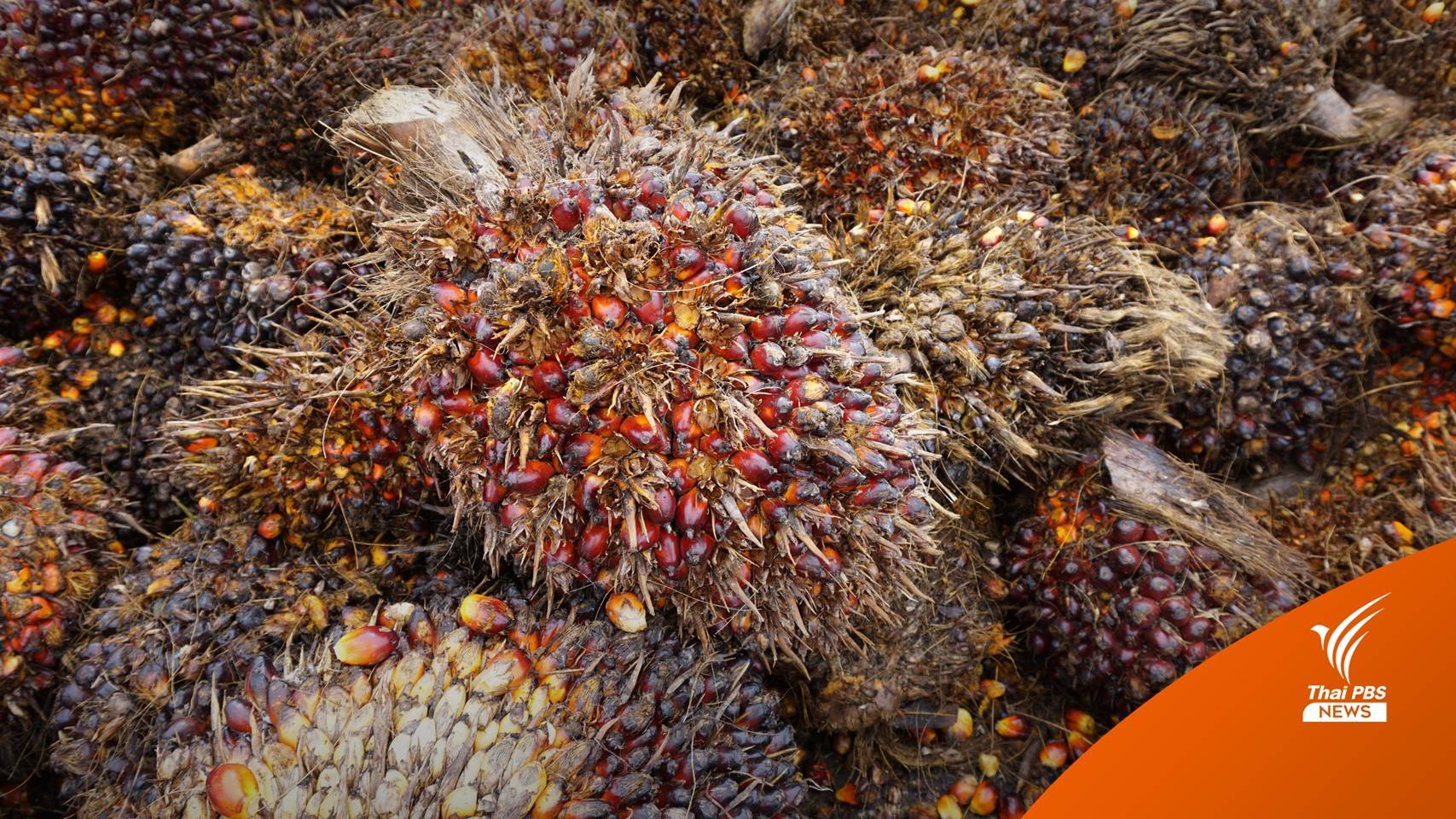 เคาะ 7.6 พันล้าน ประกันรายได้ชาวสวนปาล์มน้ำมัน