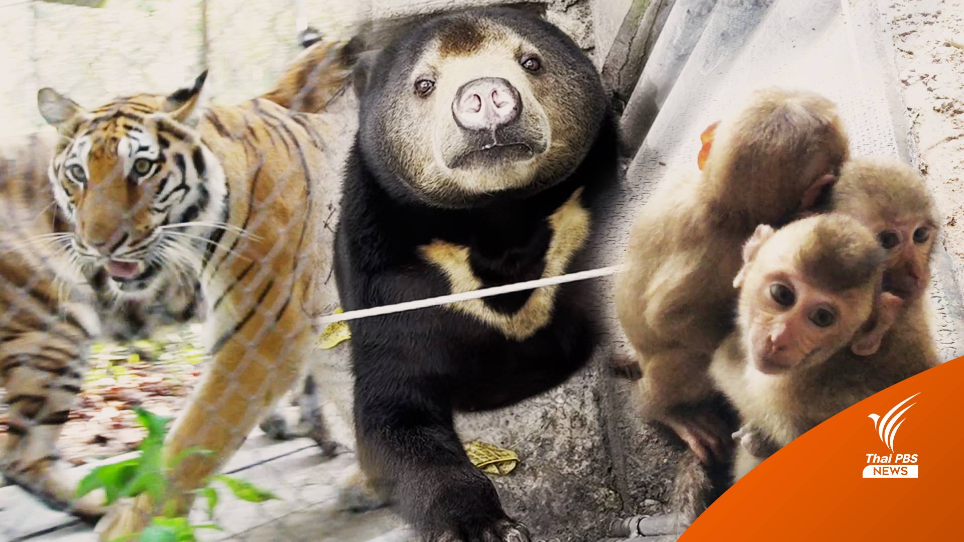 แบก 2.6 หมื่นชีวิตสัตว์ป่า หั่นงบฯ ดูแลจาก 90 ล้านเหลือ 10 ล้าน