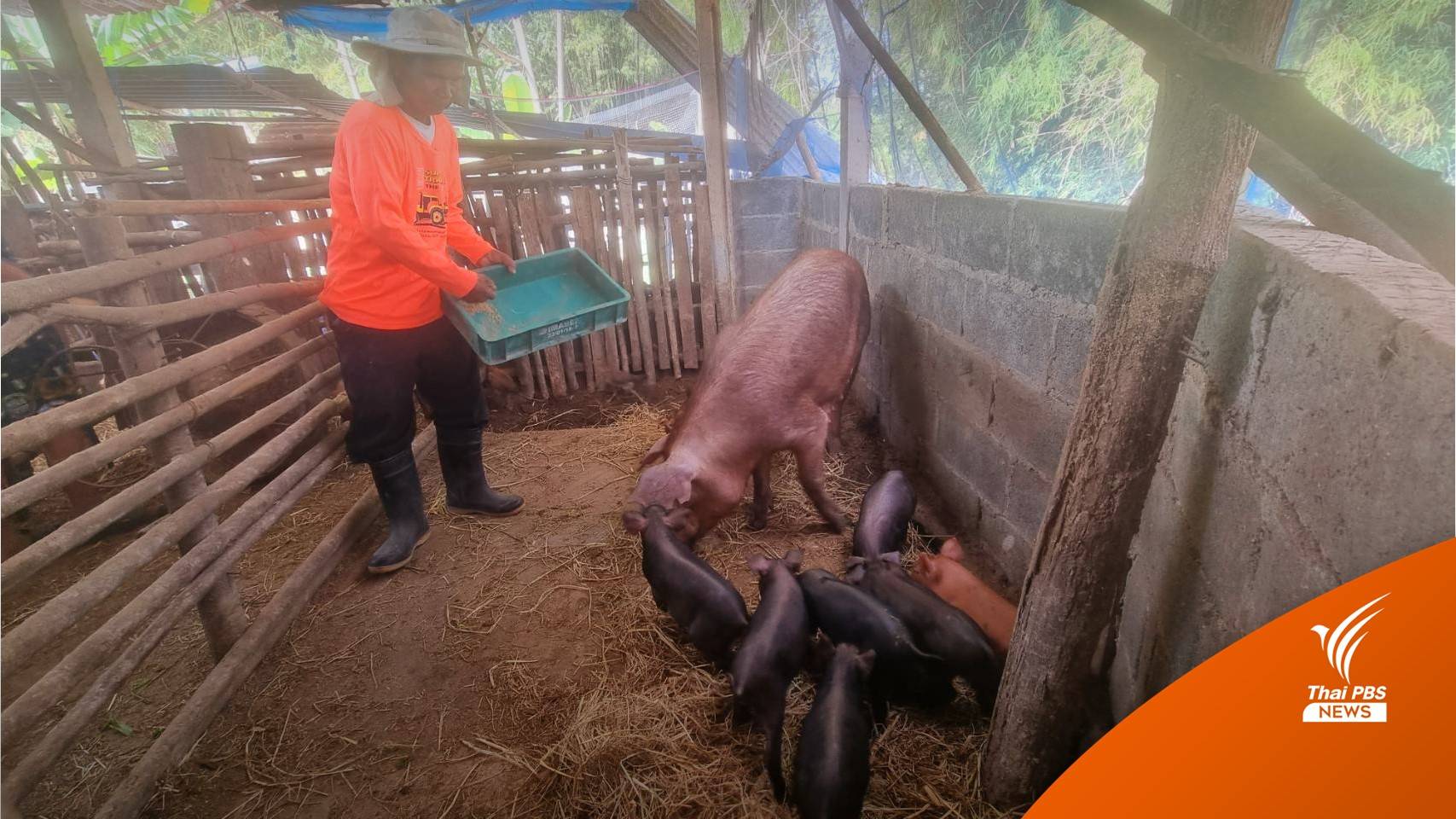 ความสำเร็จเกษตรกรเลี้ยงหมูดำภูพาน