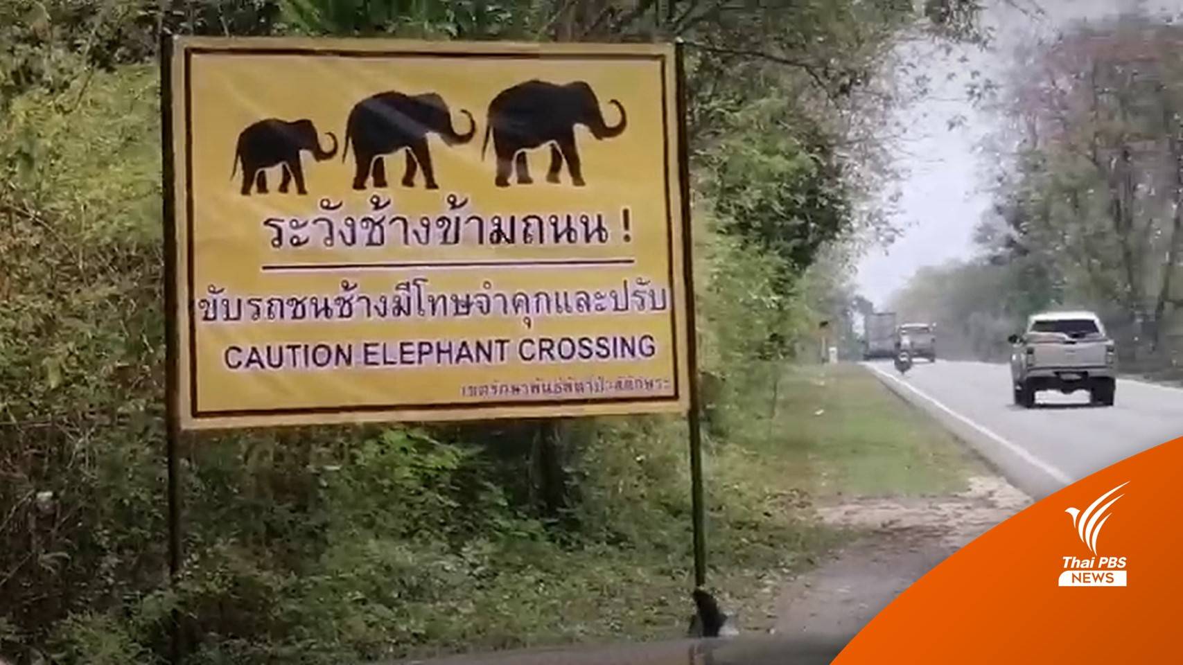 กรมอุทยานฯ เตือนระวัง "ช้างป่าสลักพระ" ขับรถชนมีโทษ