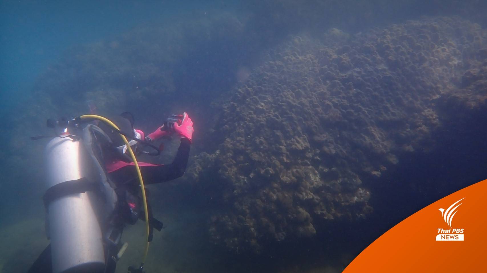 นักวิจัยจุฬาฯ ชี้ฟื้นทะเลระยองใช้เวลา 3-5 ปี จับตา "ปะการังเป็นหมัน"