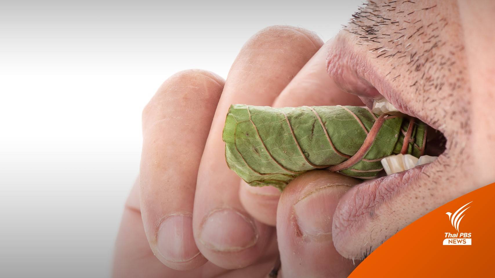 เคี้ยว "ใบกระท่อม" ไม่ดีด-แค่เมา