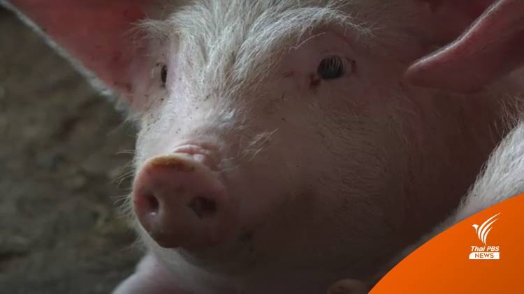 อนุกมธ.สภาฯ เรียกรัฐ-เอกชนสอบปมโรค ASF ส่งผลราคาพุ่ง