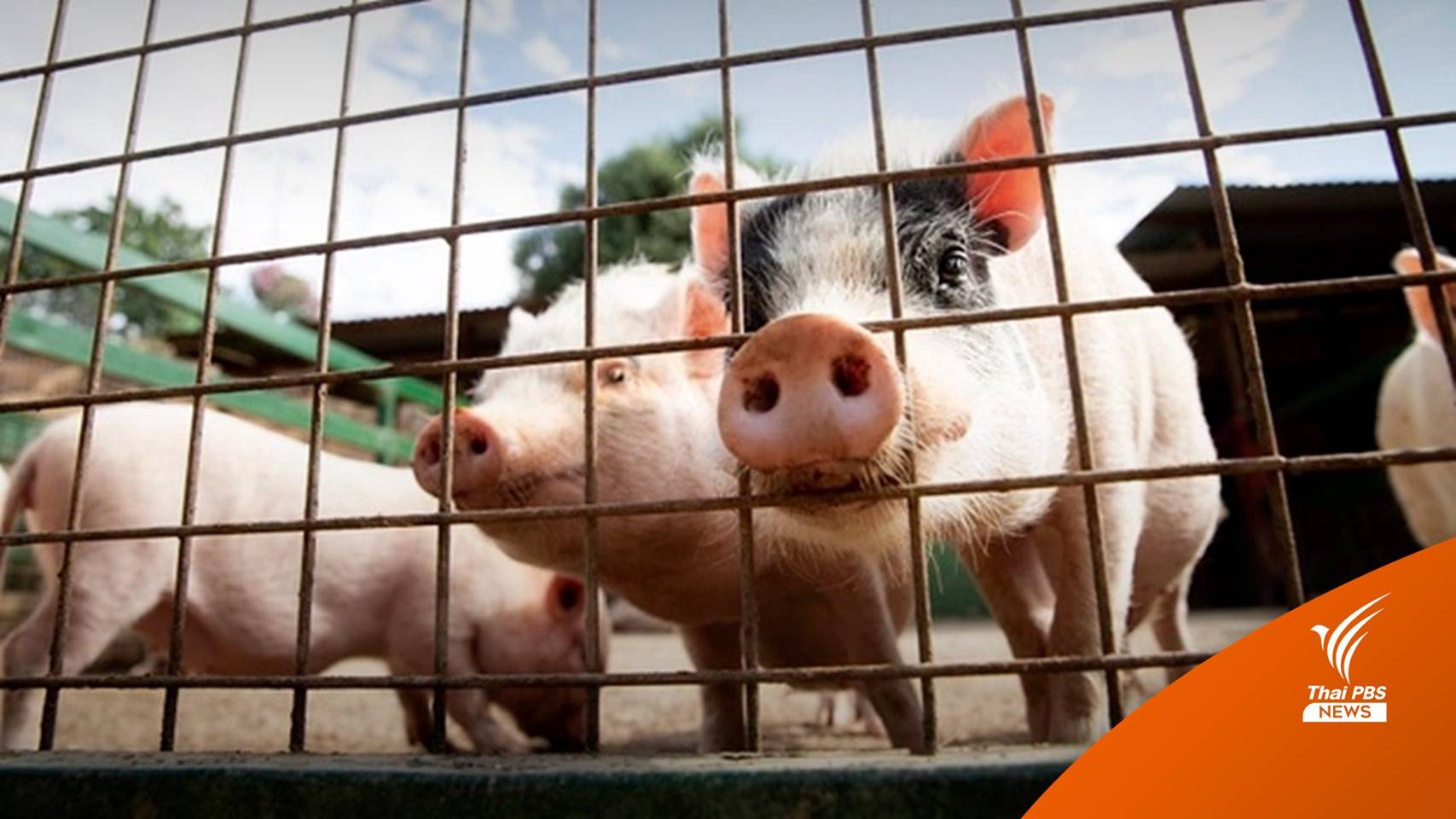 สมาคมผู้เลี้ยงสุกรอีสานเปิดเทคนิค "เลี้ยงหมู" ป้องกันโรคระบาด