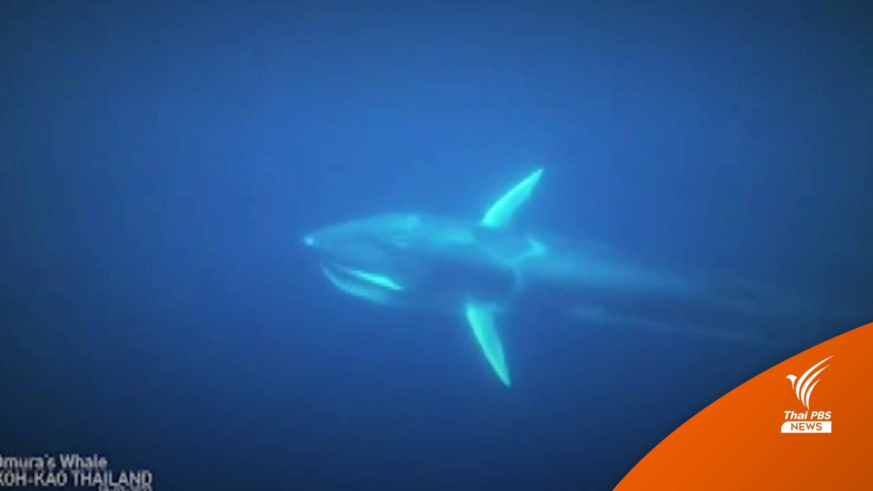 พบวาฬโอมูระ สัตว์สงวนหายากบริเวณอ่าวพังงา