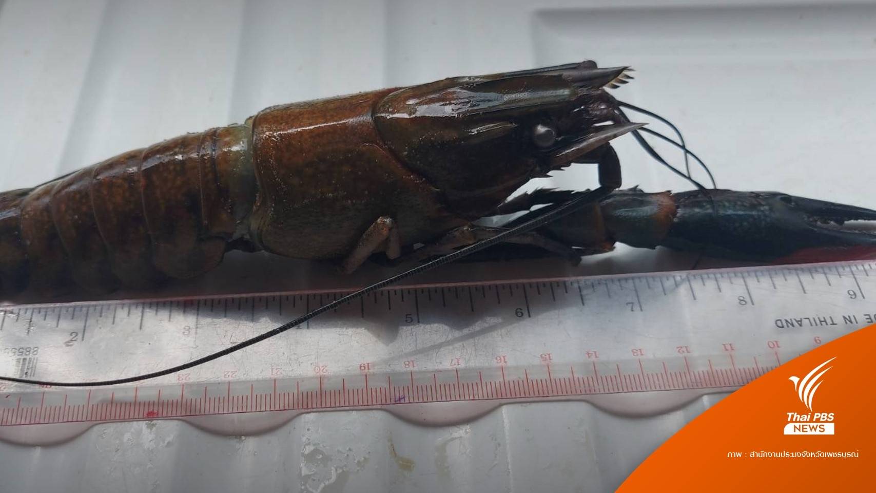 "กุ้งเครย์ฟิช" เอเลี่ยนสปีชีส์ อันตรายต่อสิ่งแวดล้อม?