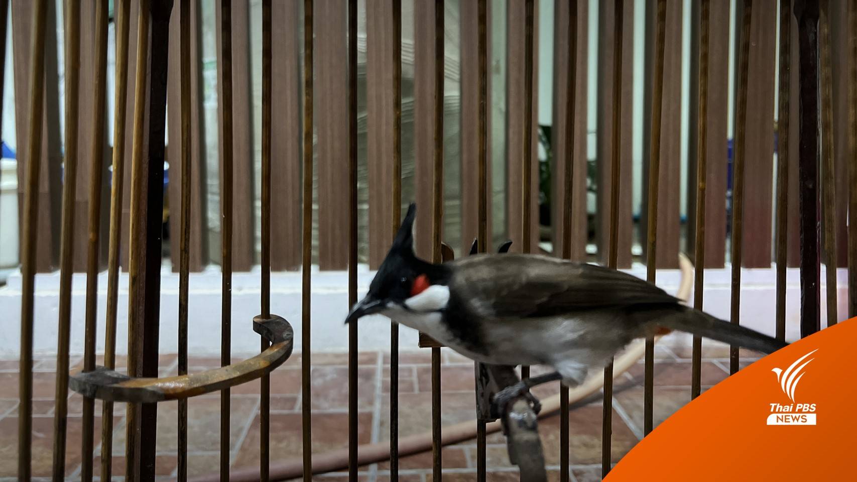 ศอ.บต.ชงกรมอุทยานฯ ปลด "นกกรงหัวจุก" พ้นบัญชีสัตว์สงวน