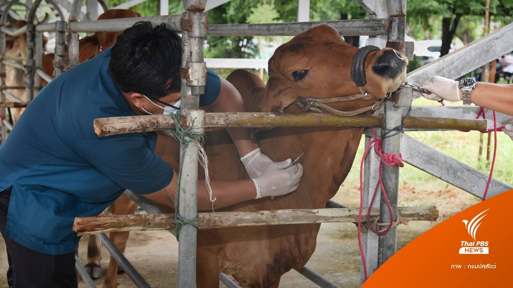 สำเร็จ! วัคซีนลัมปี สกิน สายพันธุ์ไทยโดสละ 9 บาทใช้ล็อตแรก พ.ค.นี้