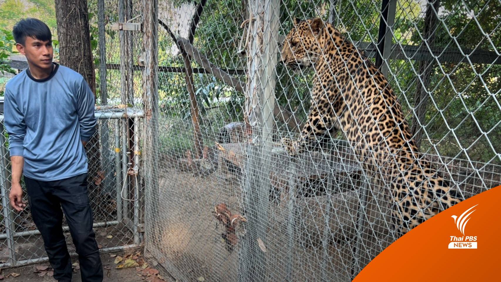 อัปเดตชีวิต "อลิน-อลัน-อั่งเปา" เสือดาวของกลาง