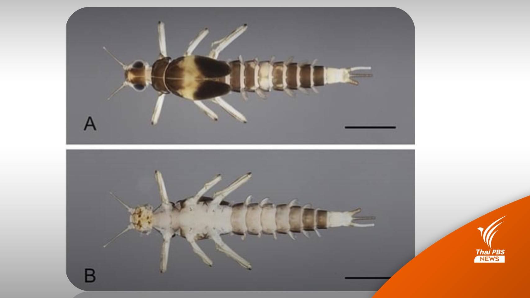 ชนิดใหม่ของโลก! นักวิจัย ม.เกษตรฯ ค้นพบ "แมลงชีปะขาวปัญหา"