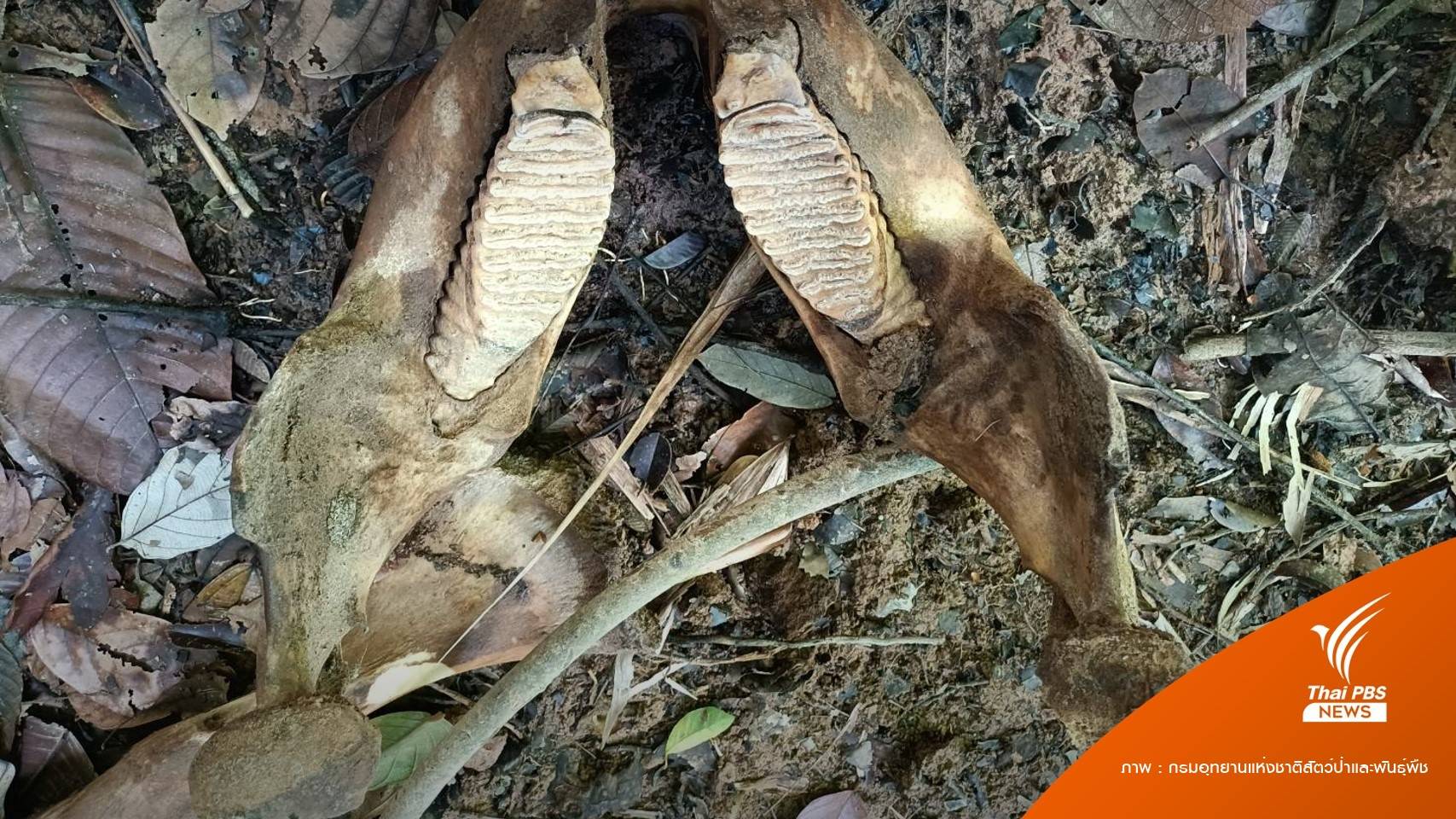 เร่งแกะรอยมือสังหาร "ฆ่าช้างตัดงา" กลางป่าสงขลา 2 ตัว