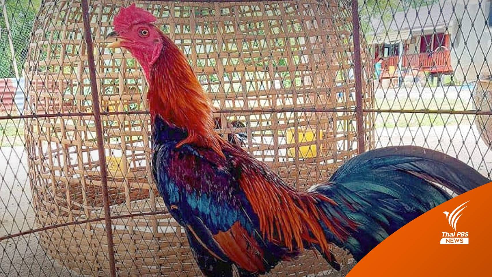 ปชช.ยื่น 1.2 หมื่นรายชื่อเสนอร่างกม.อนุรักษ์และพัฒนาไก่พื้นเมือง