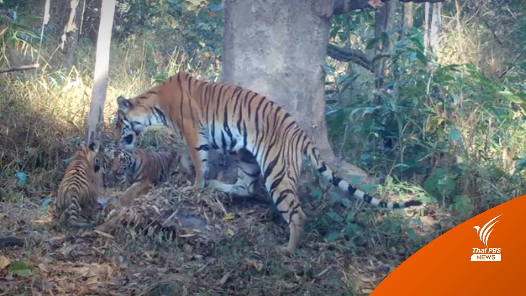 เปิดภาพหายาก ‘แม่เสือโคร่ง’ พร้อมลูก 2 ตัว ในอุทยานฯ แม่วงก์