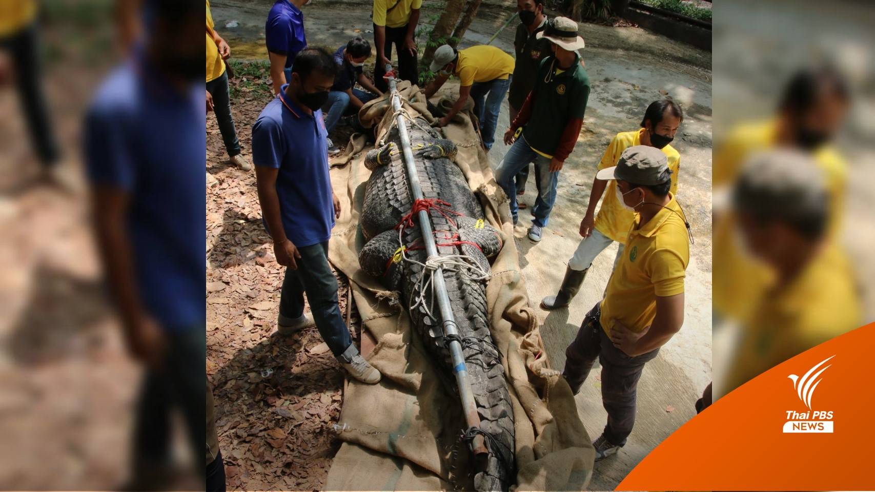 ย้าย "ลุงบอย" จระเข้ยักษ์แห่งสวนสัตว์อุบลฯ เข้าบ้านใหม่ แข็งแรงดีพร้อมโชว์ตัว