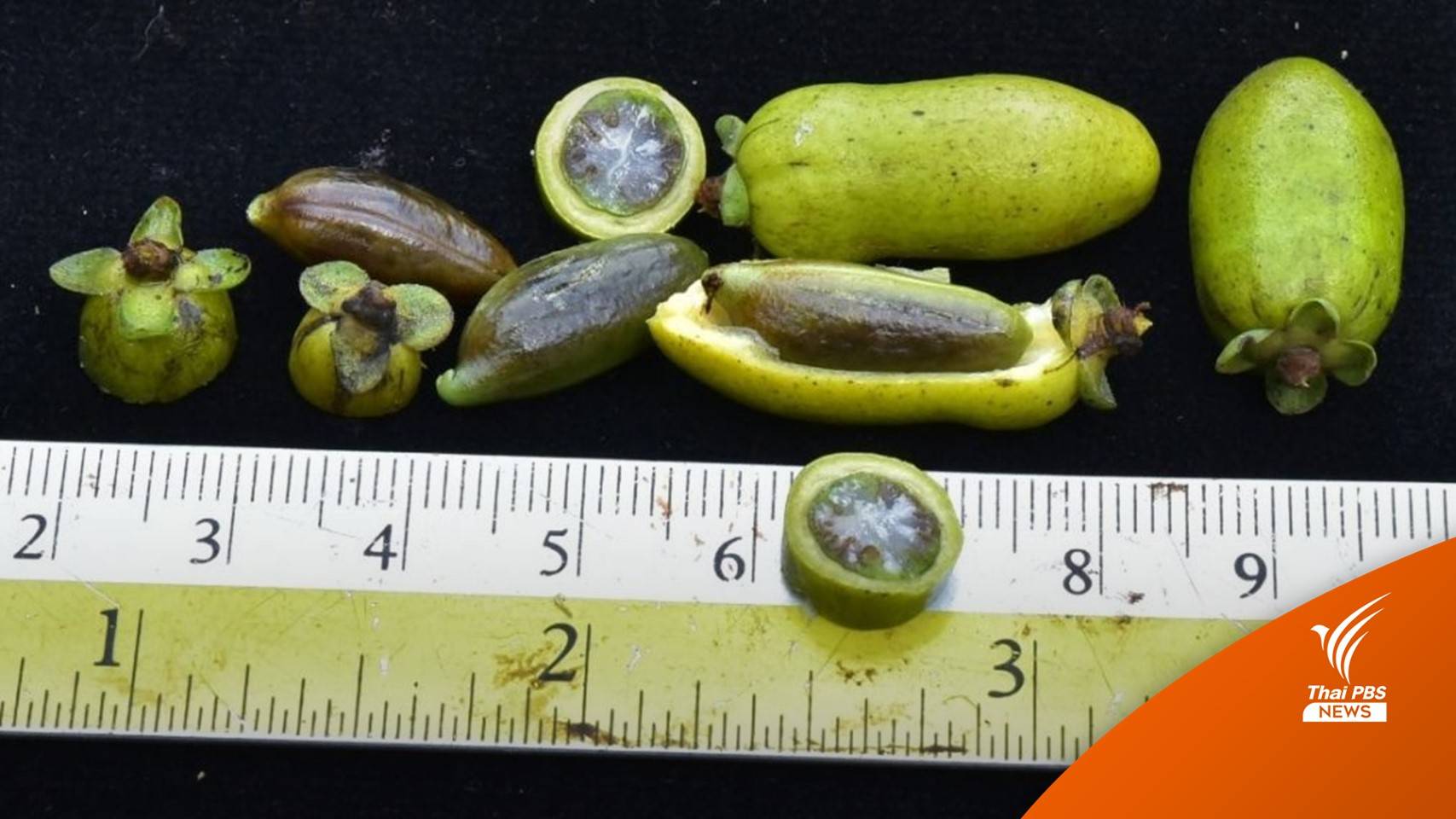 ค้นพบซ้ำในรอบเกือบ 90 ปี "มะเกลืออรัญ" ไม้ต้นหายากใกล้สูญพันธุ์