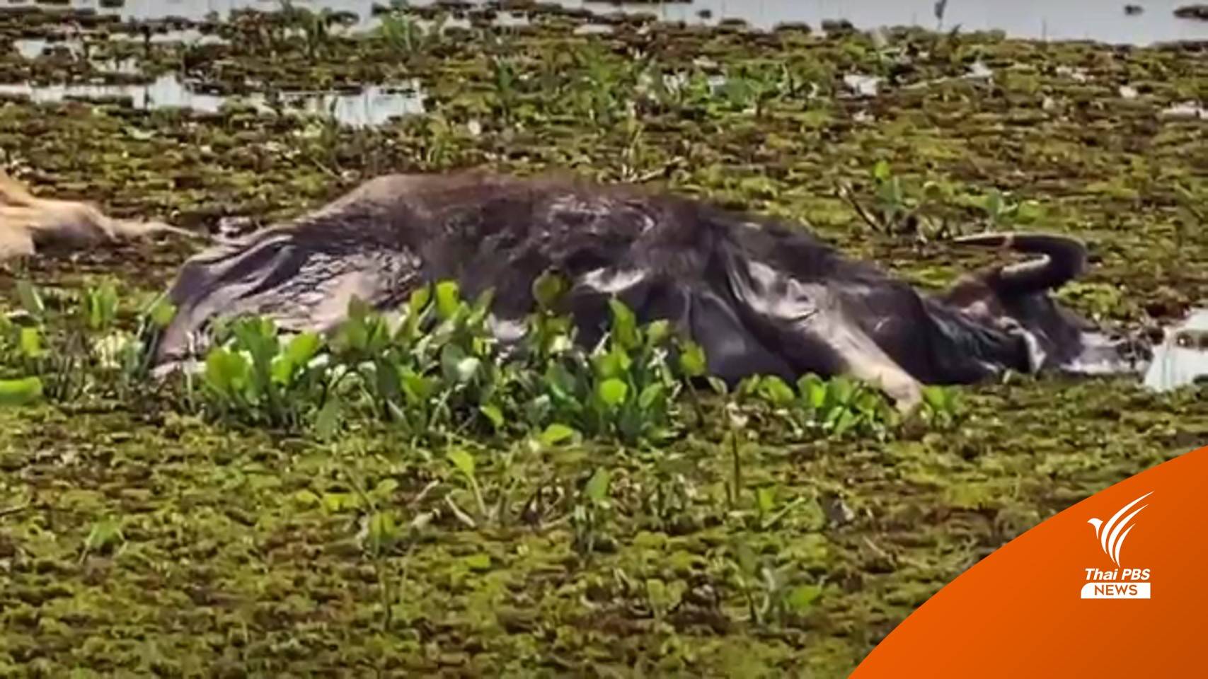 "ควายน้ำทะเลน้อย" ลอยตายเพียบ หลังขาดอาหารจากน้ำท่วมขังนาน