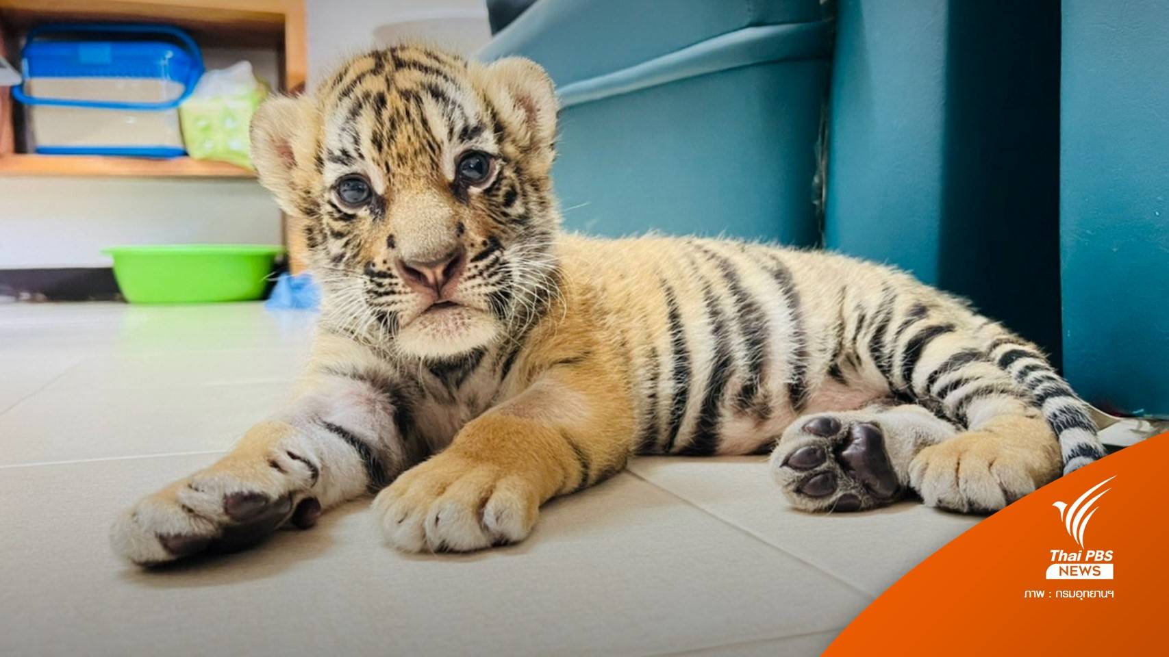 "น้องขวัญ" ลูกเสือโคร่งของกลาง กินนมเก่ง-ร่าเริง