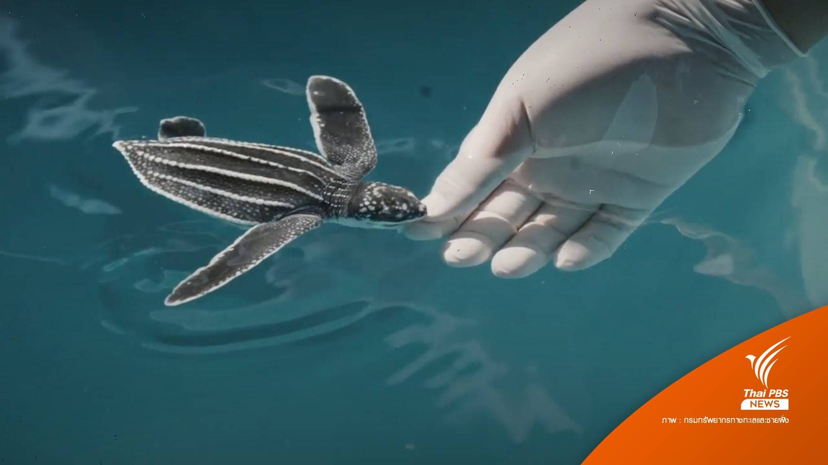 ไทยติด 1 ใน 5 ของโลก อนุบาลลูกเต่ามะเฟืองวัยอ่อน สำเร็จ