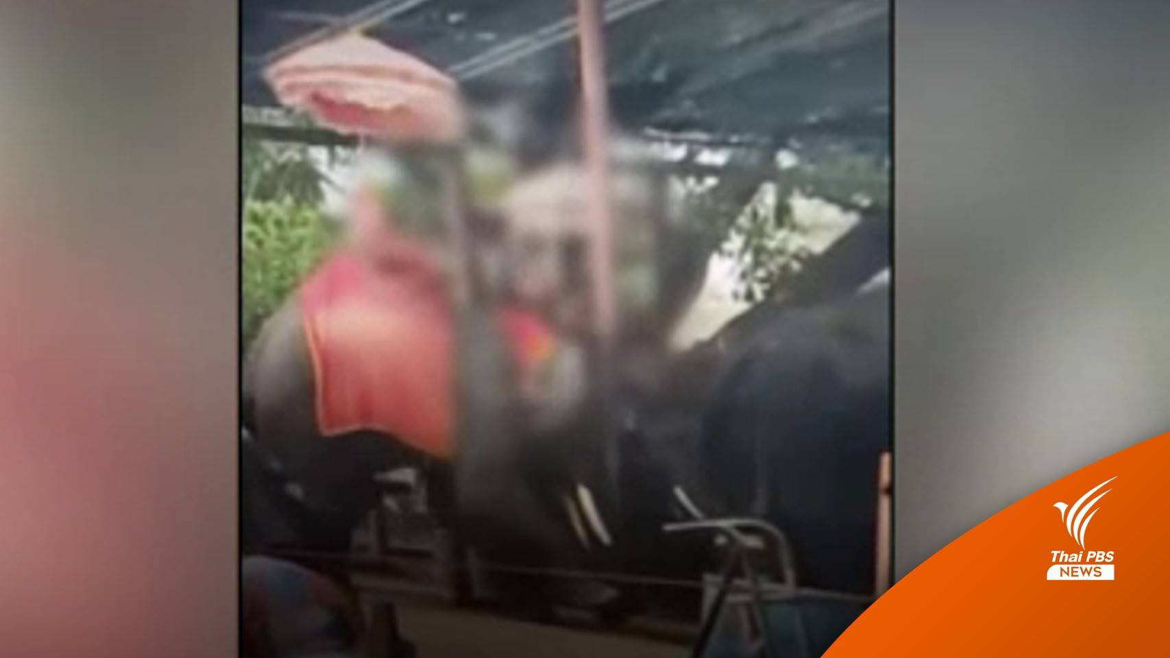 ควาญเจอข้อหาทารุณสัตว์-พักงาน 3 เดือน หลังใช้ตะขอสับหัวช้าง